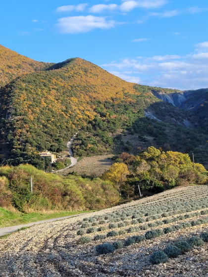 Ferme et lavandes