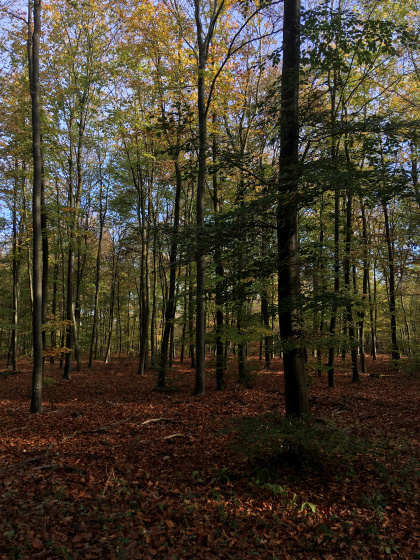 Feuillages d\'automne