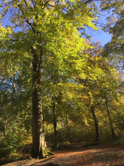 Feuilles dor&eacute;es