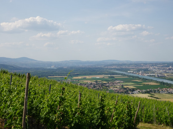 Fin de parcous dans les vignes