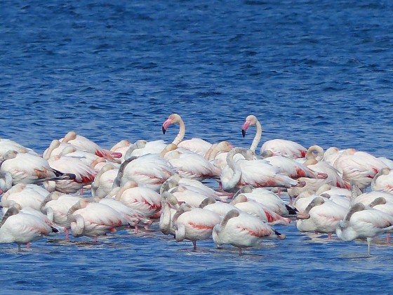 Flamands roses Flamands roses