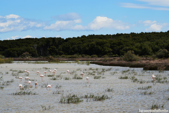 Flamants roses