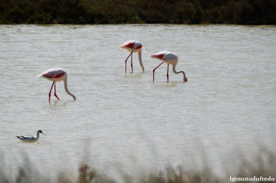 Flamants roses