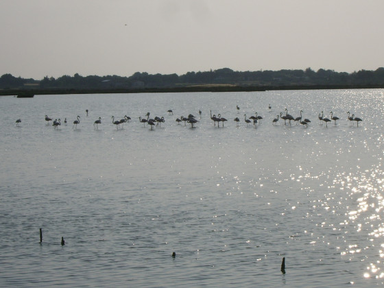 Flamants roses
