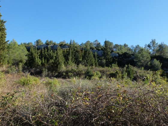 Flanc de colline