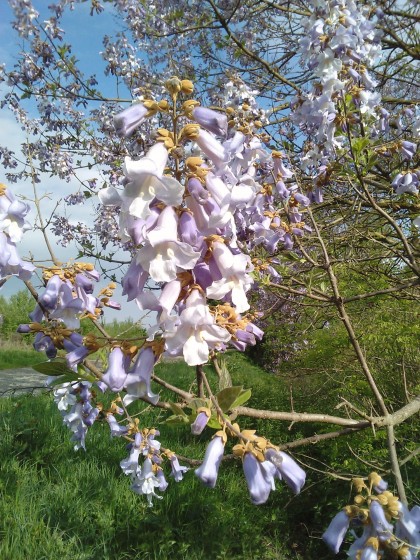 Fleur de Catalpa