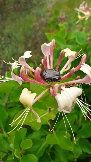 Fleur de chèvrefeuille et son habitant