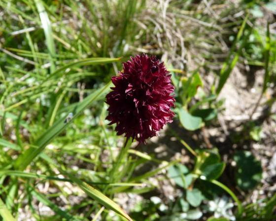 Fleur pourpre