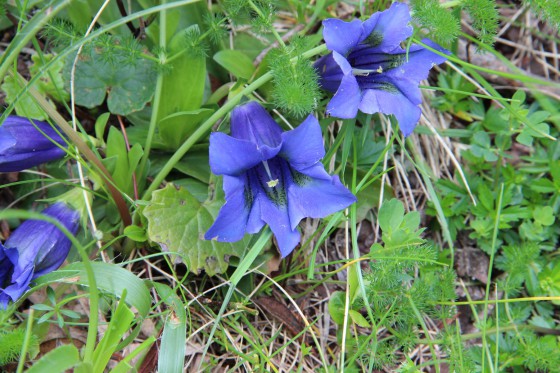 Fleur