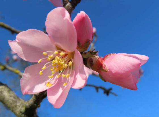 Fleurs d'amandier
