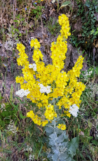 Fleurs d\'été