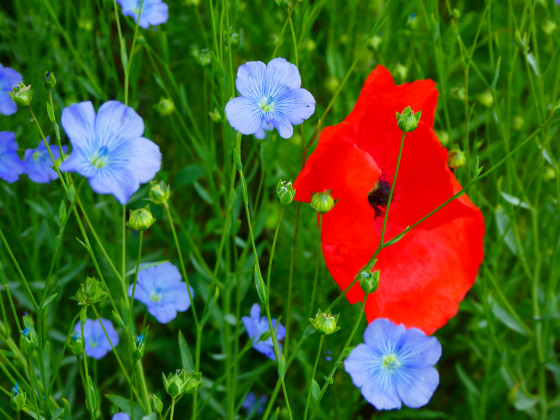 Fleurs de lin et coquelicot