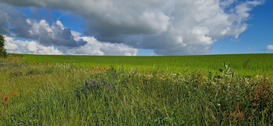 Fleurs des champs
