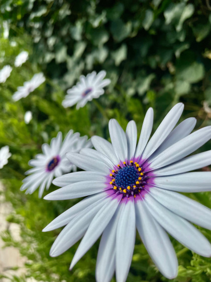 Fleurs locales