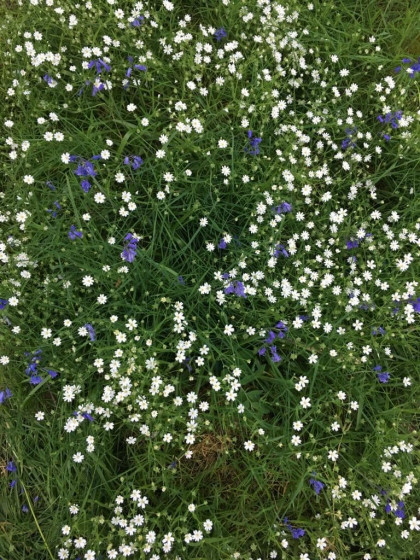 Fleurs printanières