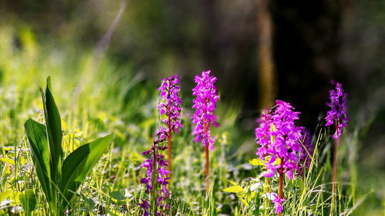 Fleurs sauvages Orchis m&acirc;le