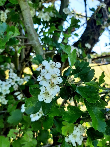 Fleurs sauvages