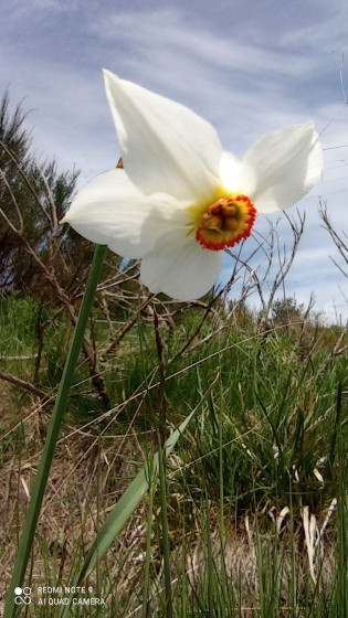 Fleurs sauvages