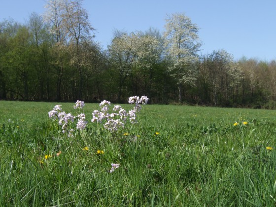 Fleurs sauvages
