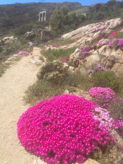 Fleurs sauvages