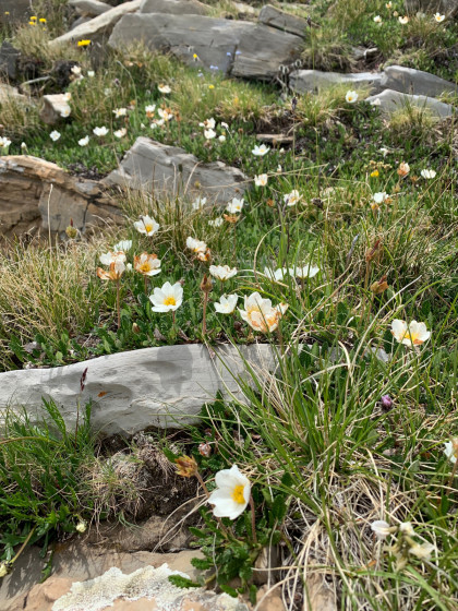 Fleurs sur le col du Pouzenc