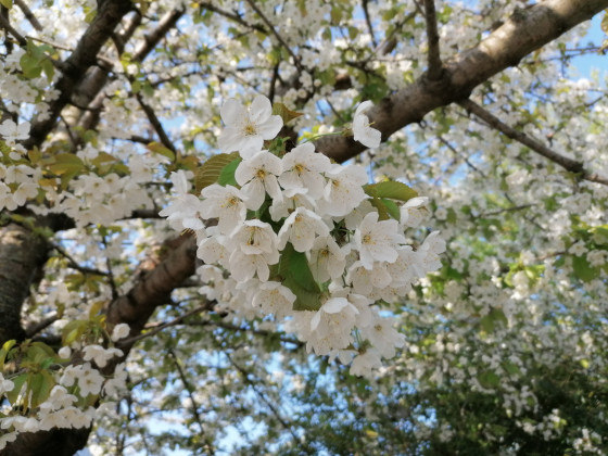 Fleurs