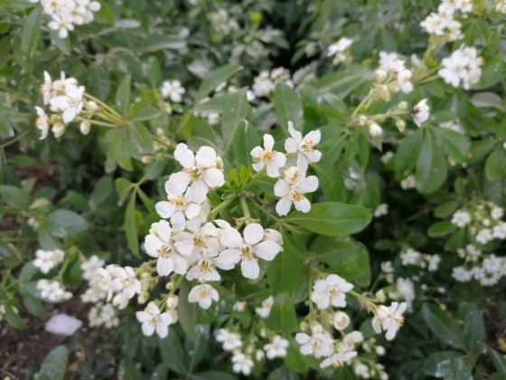 Fleurs