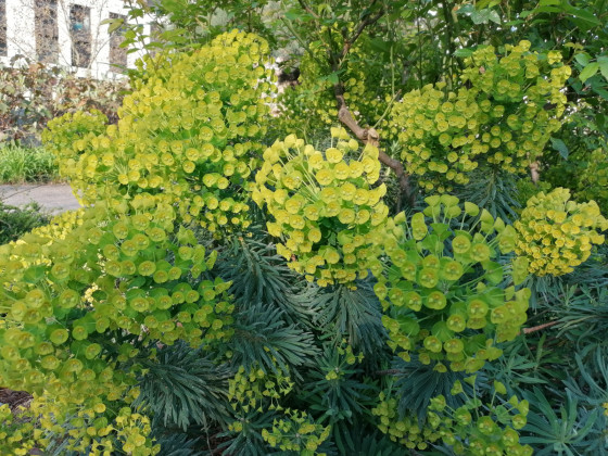 Fleurs