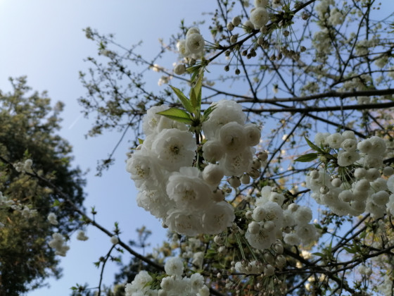 Fleurs