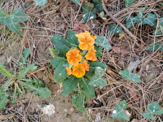 Fleurs