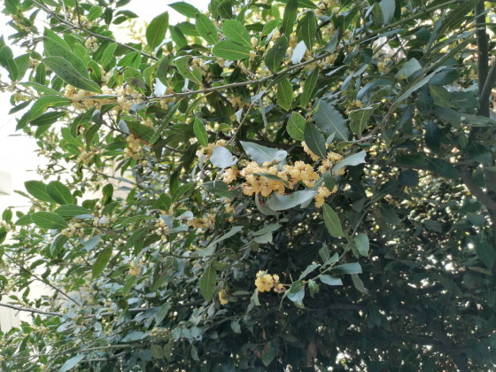 Fleurs