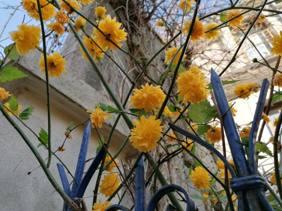 Fleurs