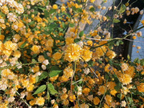 Fleurs