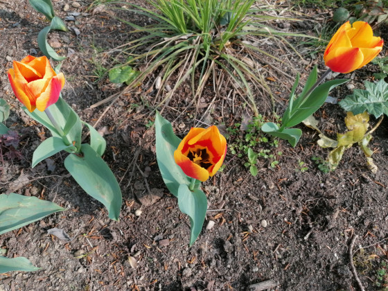 Fleurs