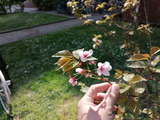 Fleurs