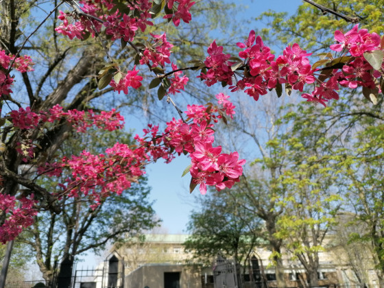 Fleurs