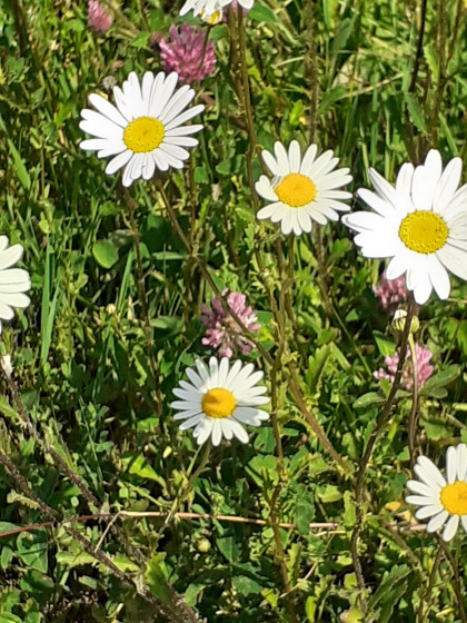 Fleurs 🌸