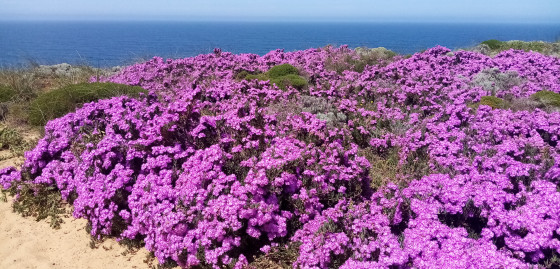 Fleurs