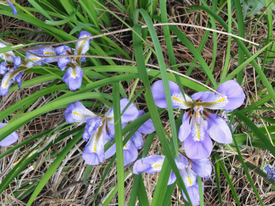 Fleurs