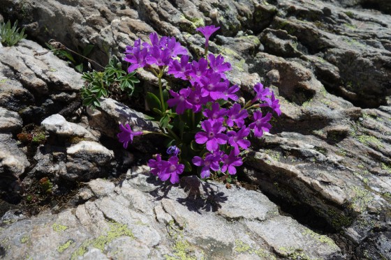 Flore alpine