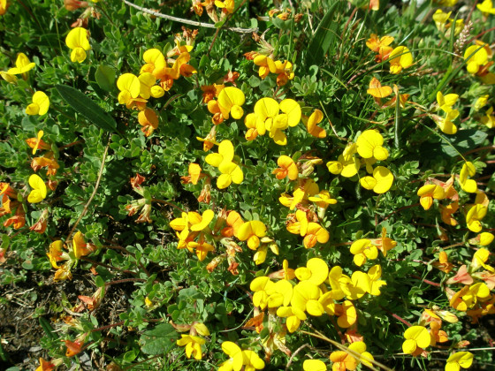 Flore alpine