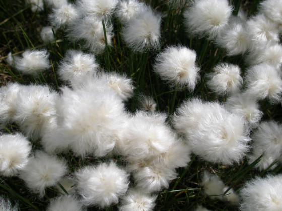 Flore alpine