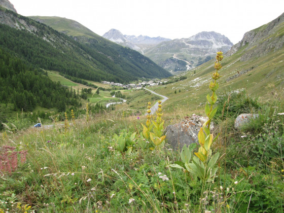 Flore d\'alpage aux Gorettes Flore d\'alpage aux Gorettes