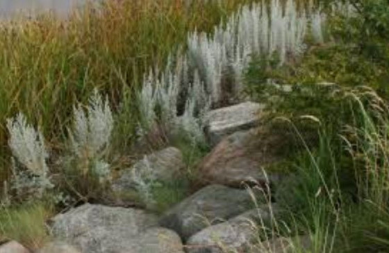 Flore de la Corniche