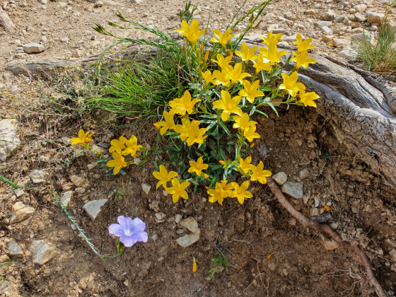 Flore du parcours