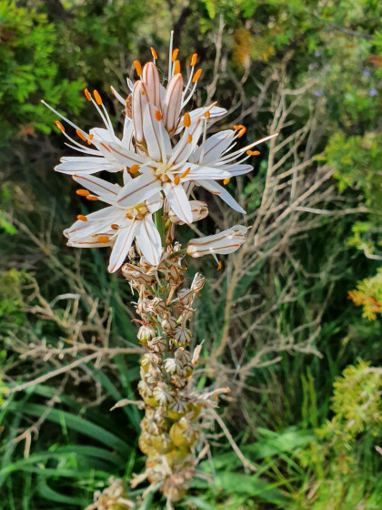 Flore du parcours