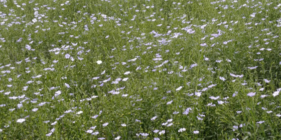 Flowers, July 6th, in the way back...