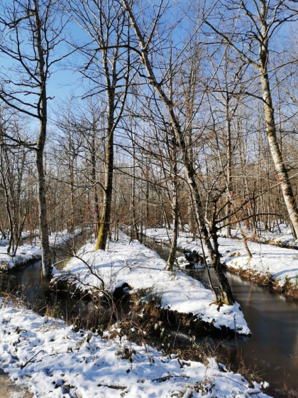 Fontainebleau sous la neige