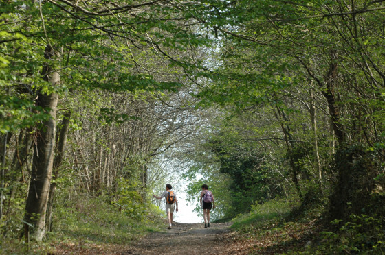 Forêt de Blou