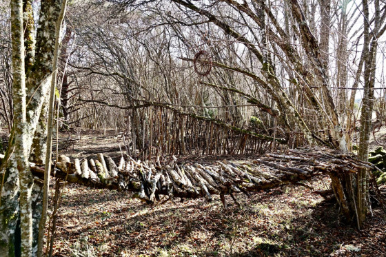Forest Art...
